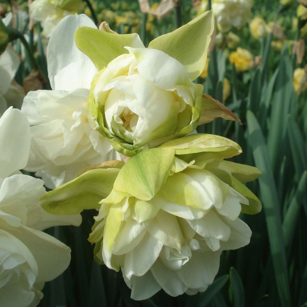 Narcisse à fleur double Obdam - Narcissus Obdam