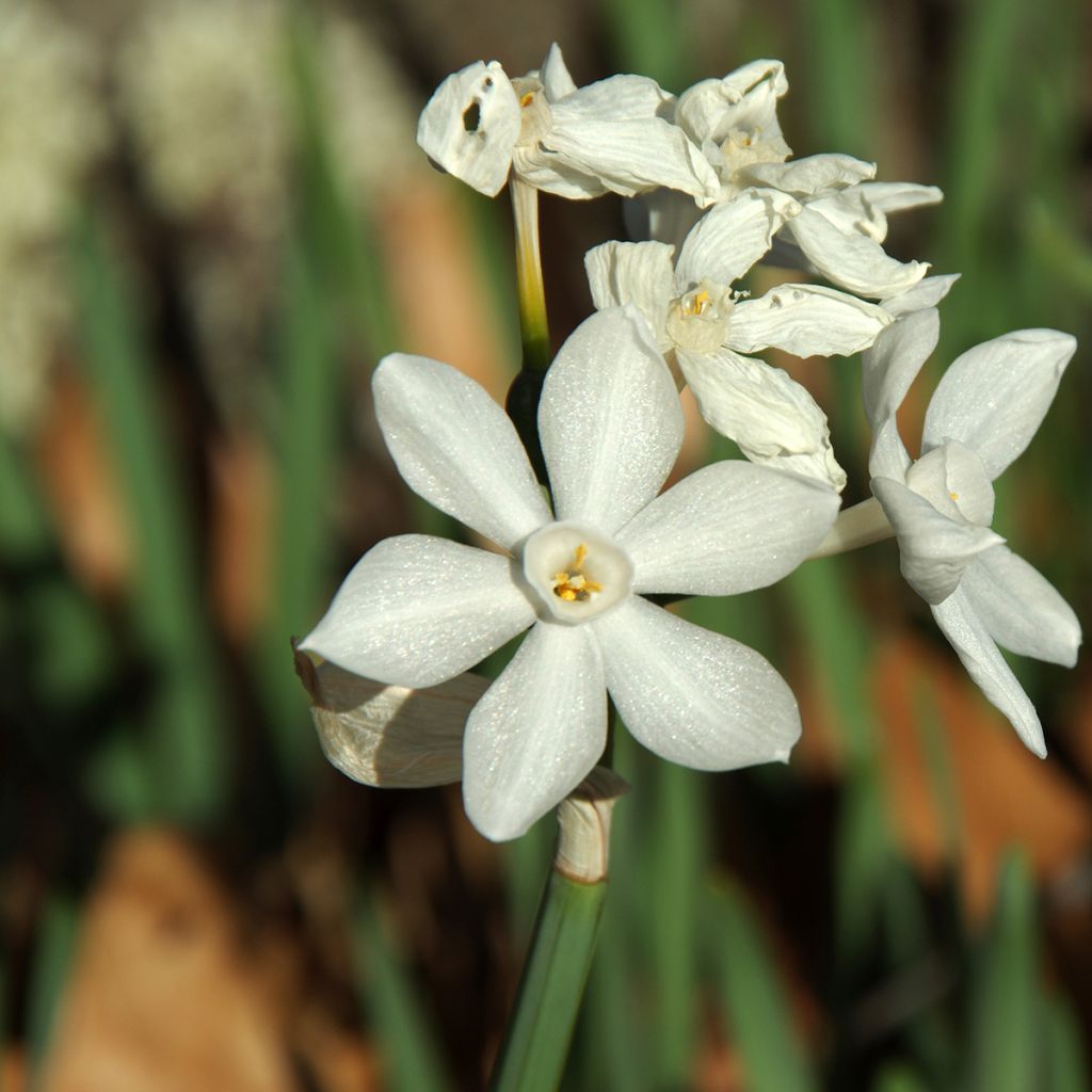 Narcisse Paperwhite - Narcissus papyraceus