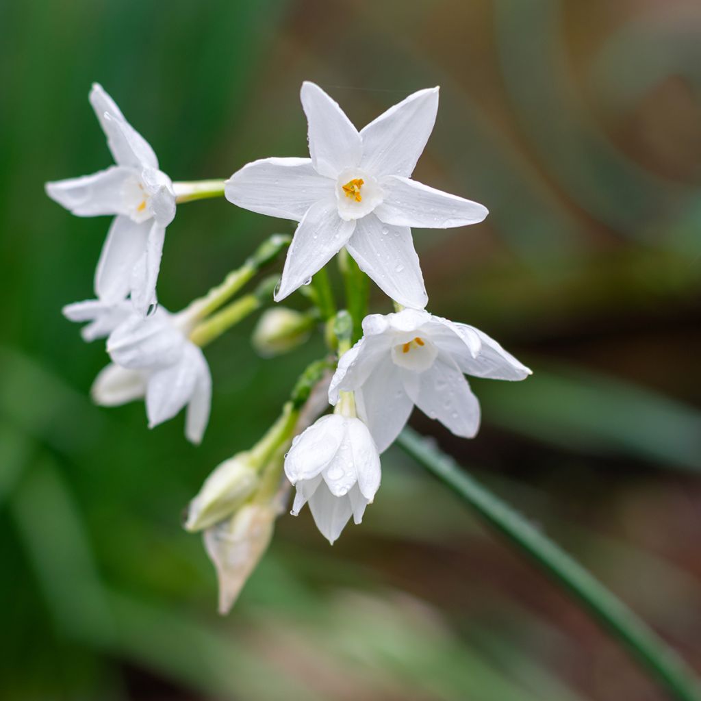 Narcisse Paperwhite - Narcissus papyraceus