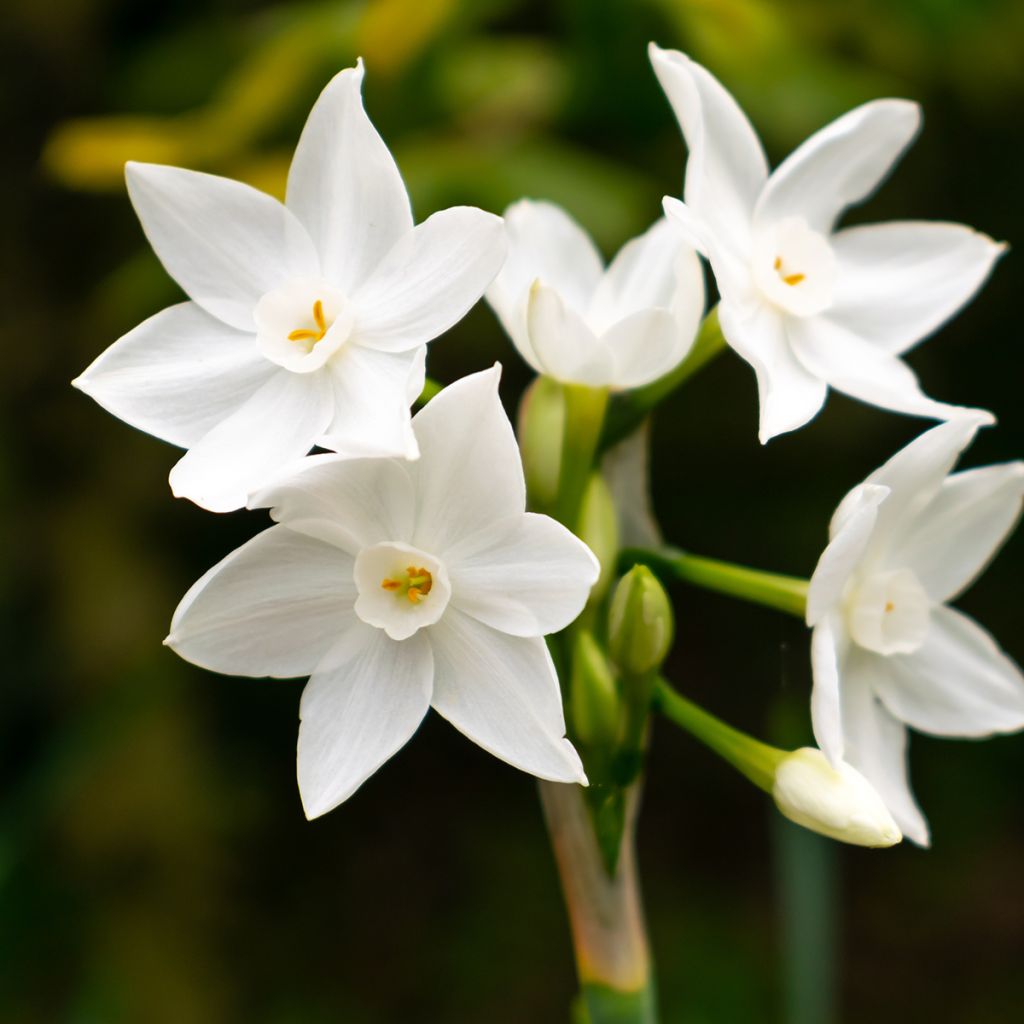 Narcisse Paperwhite - Narcissus papyraceus