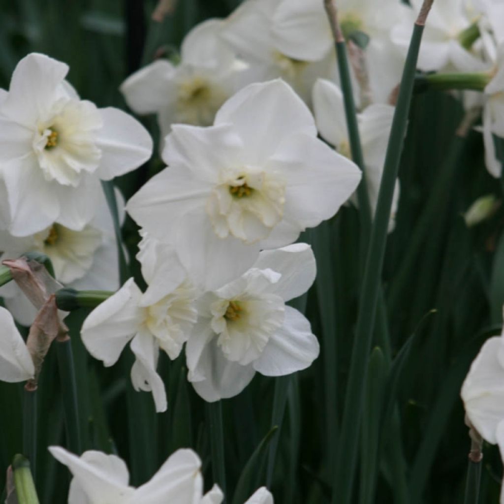 Narcisse Papillon Blanc