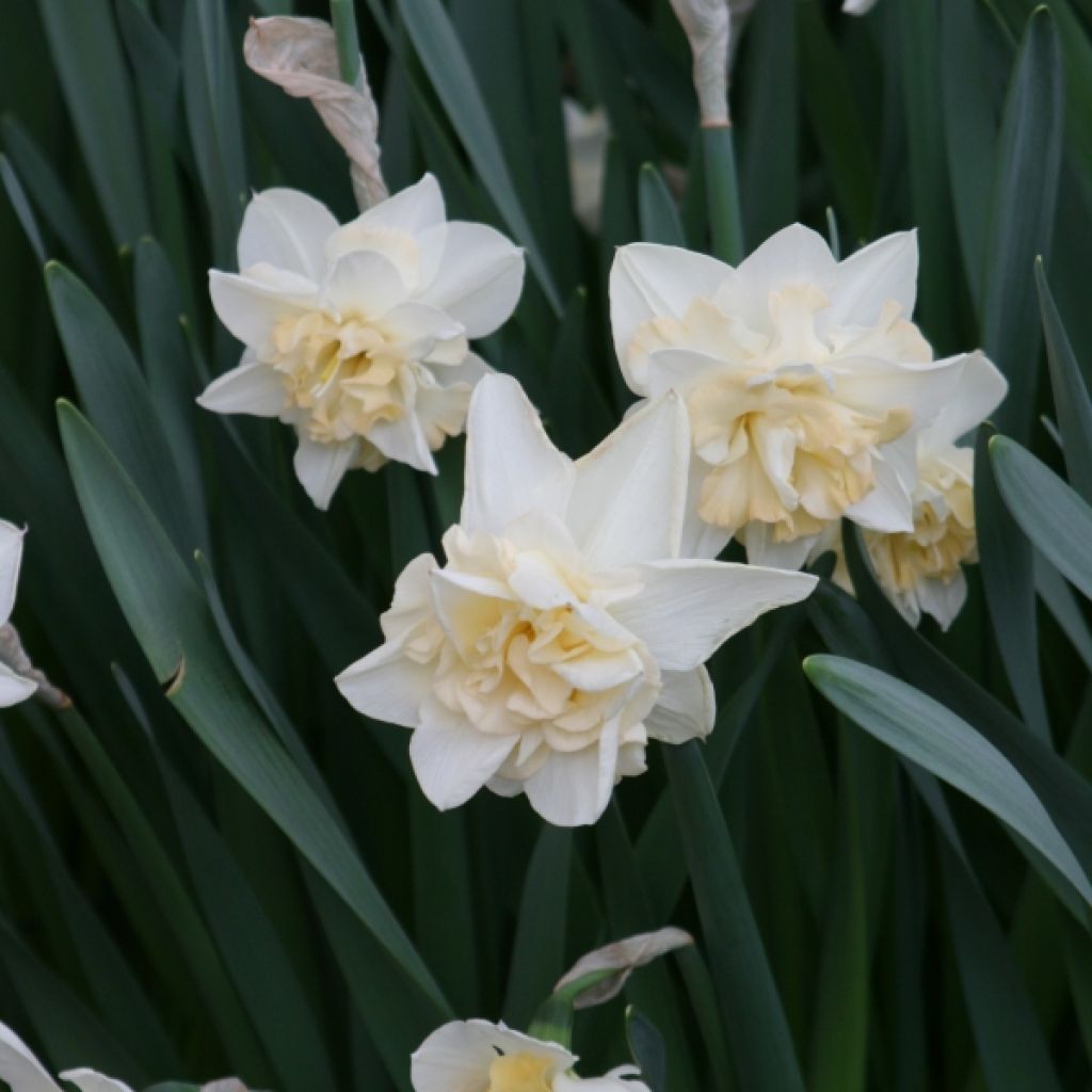 Narcisse à fleurs doubles Sweet Desire