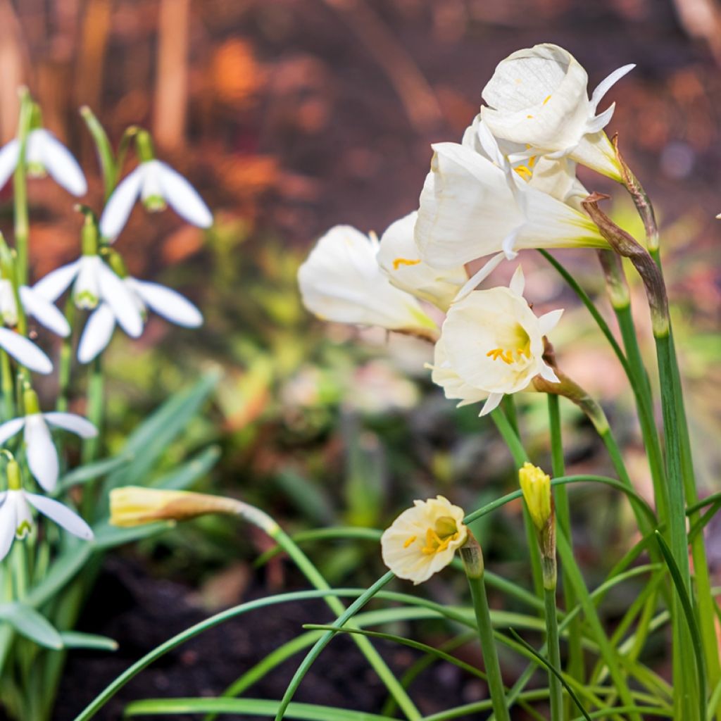 Narcisse bulbocodium Arctic Bells