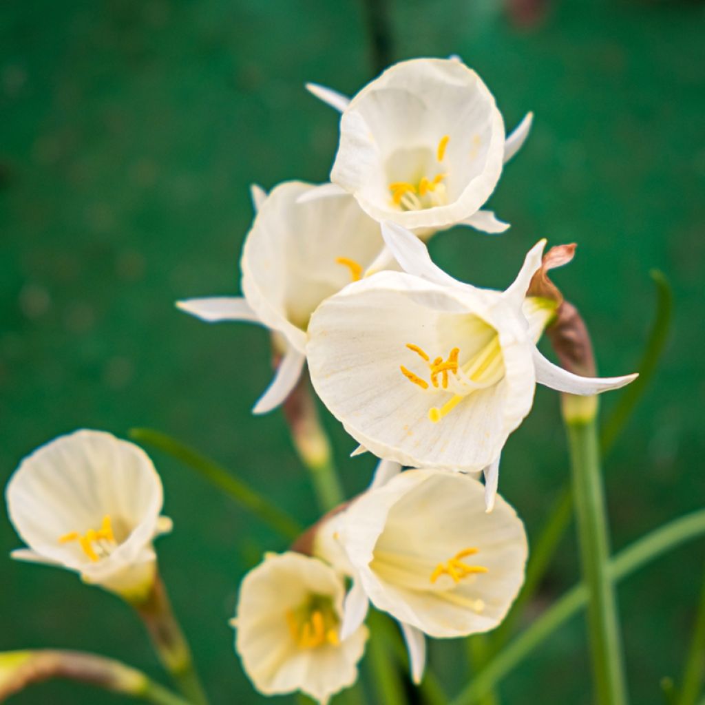 Narcisse bulbocodium Arctic Bells