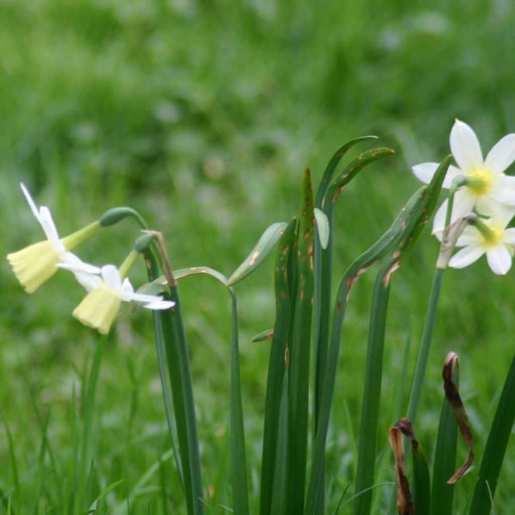 Narcisse Triandrus Lemon Drops