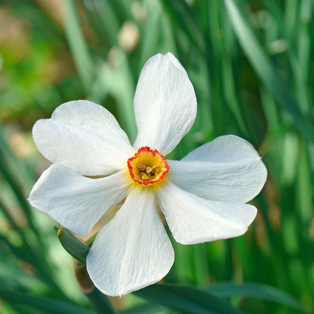 Narcisse poeticus Actaea