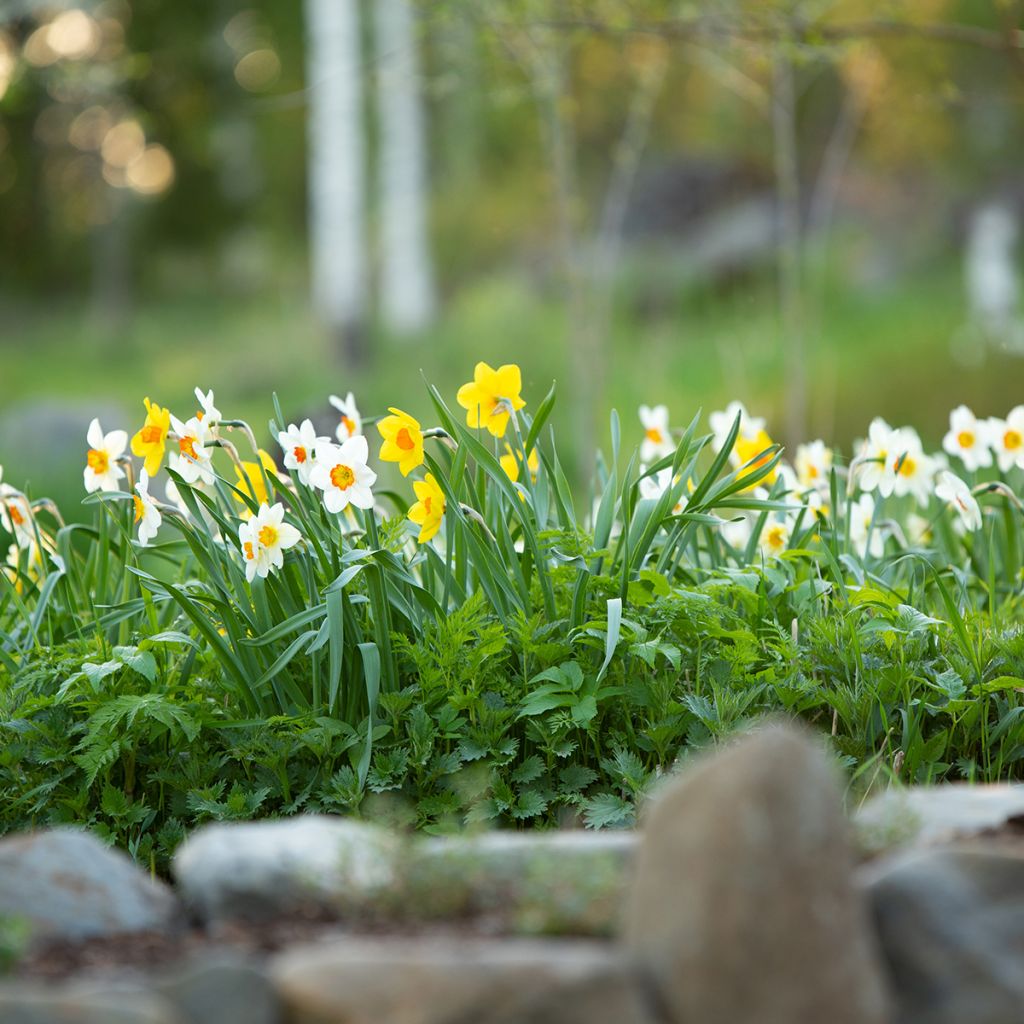 Narcisse poeticus Actaea