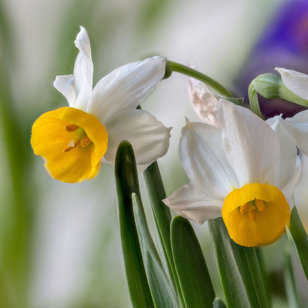 Narcisse tazetta Canaliculatus