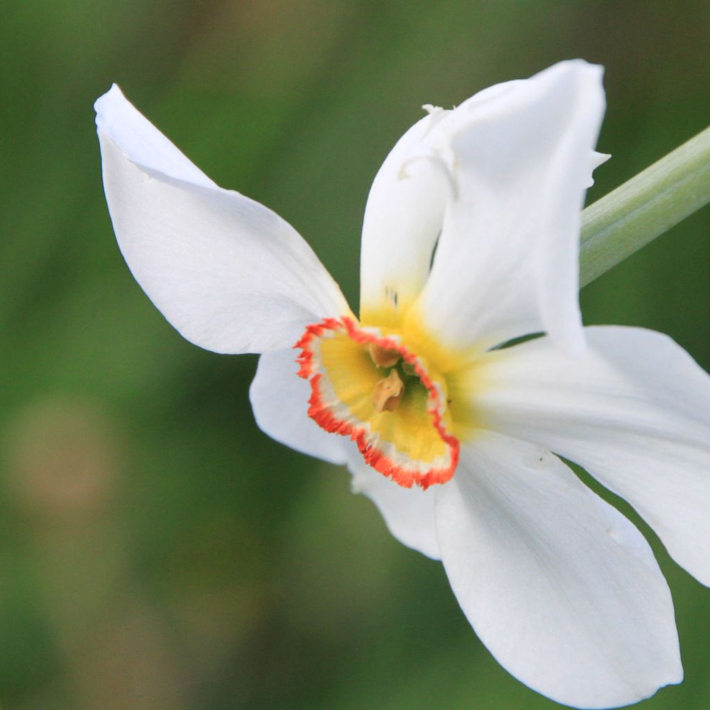 Narcissus poeticus recurvus