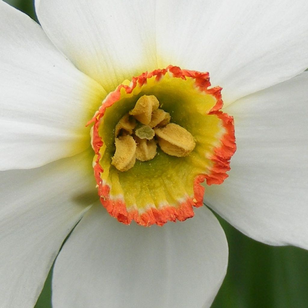 Narcissus poeticus recurvus