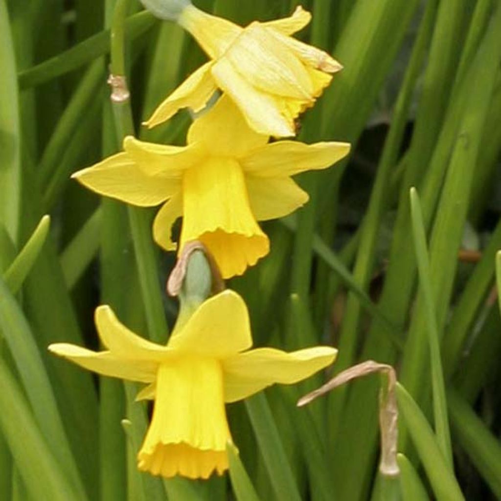 Narcisse Tête à Tête