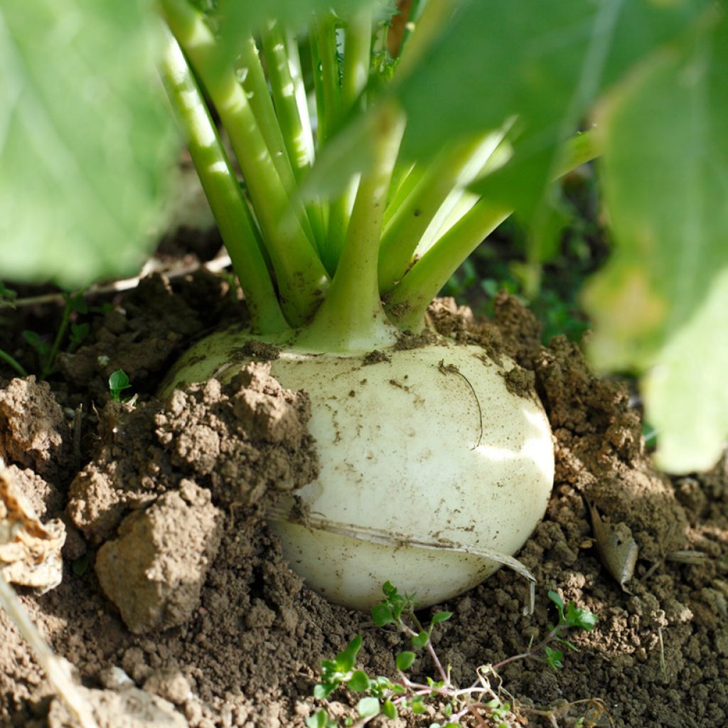 Nabo blanco Blanc plat de Hollande