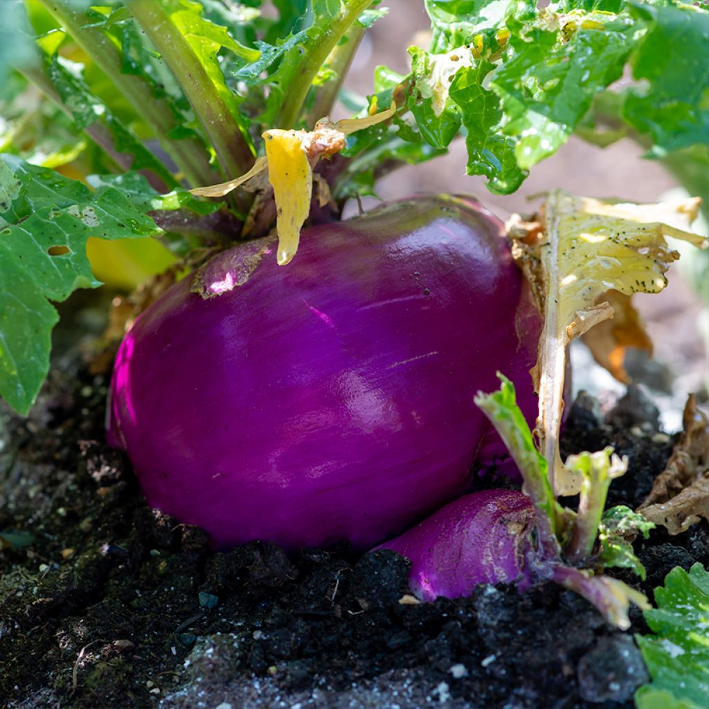 Nabo de Mesa Milán Rojo Bio