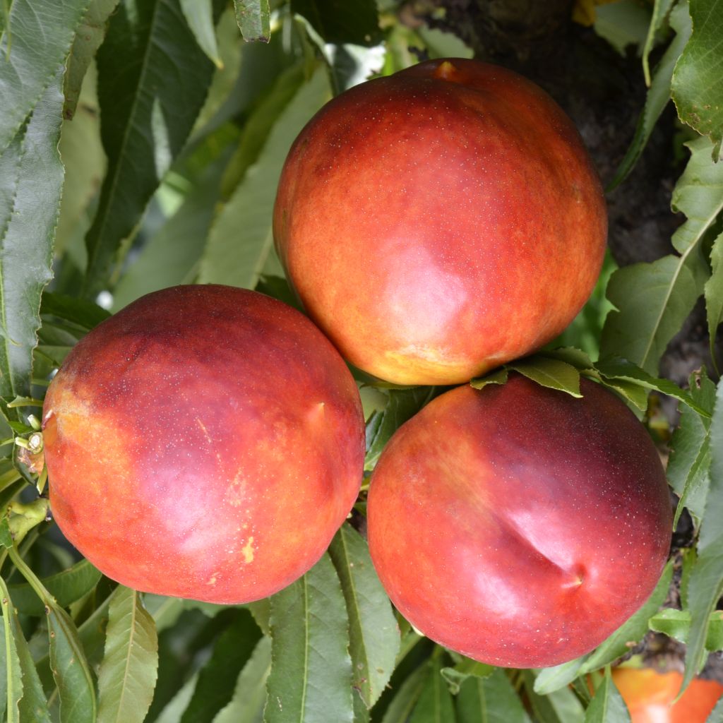 Nectarina enana Garden Beauty