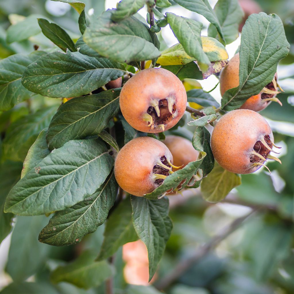 Níspero común Belle de Grand Lieu - Mespilus germanica