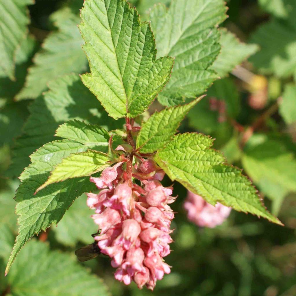 Neillia affinis