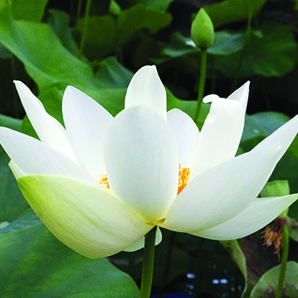 Nelumbo Angel Wings - Flor de loto