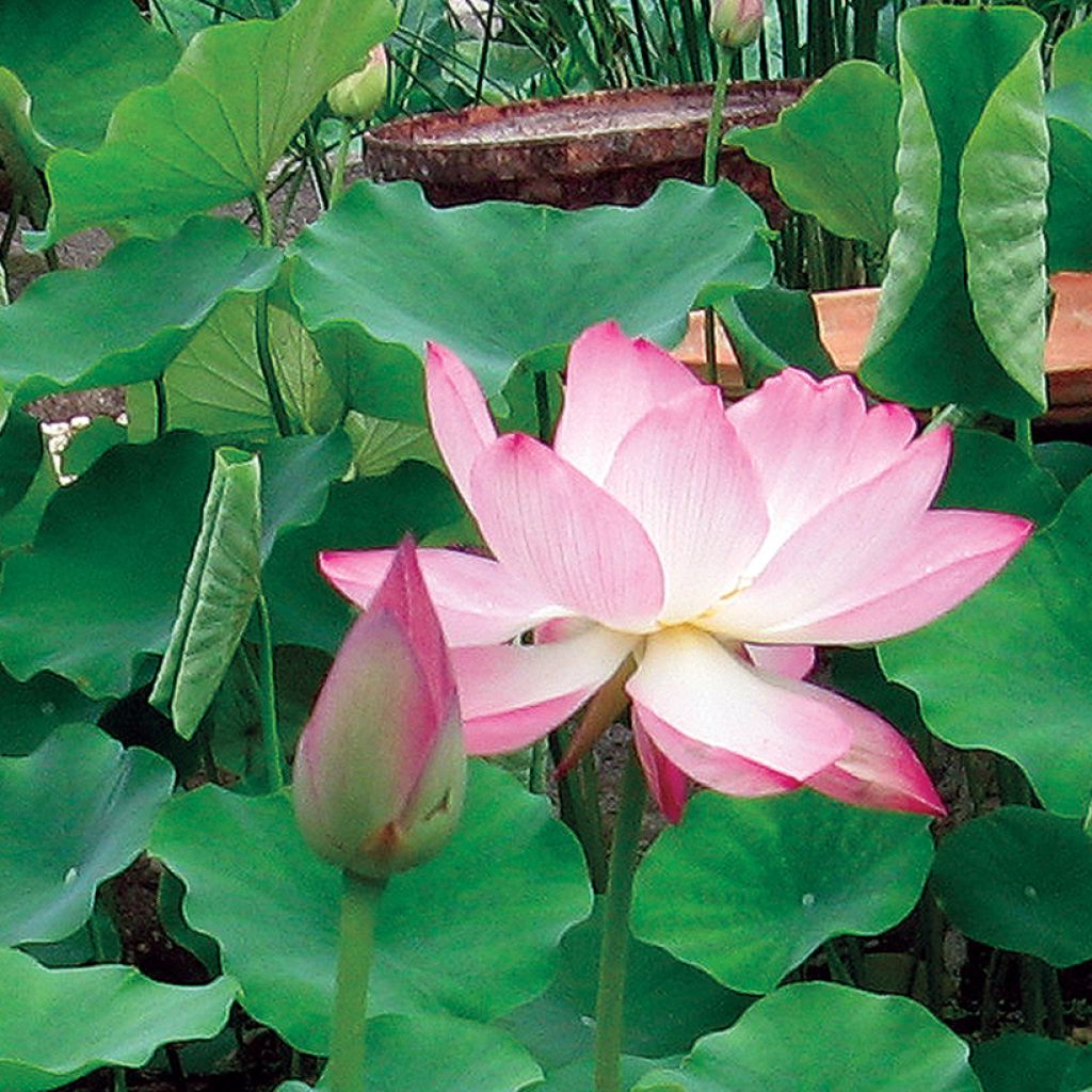 Nelumbo Chawan Basu - Flor de loto