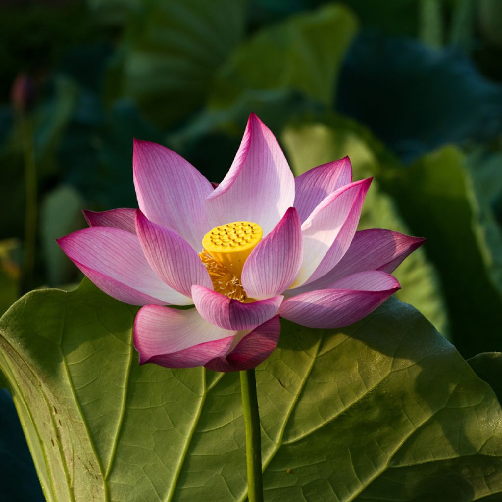 Nelumbo Chawan Basu - Flor de loto