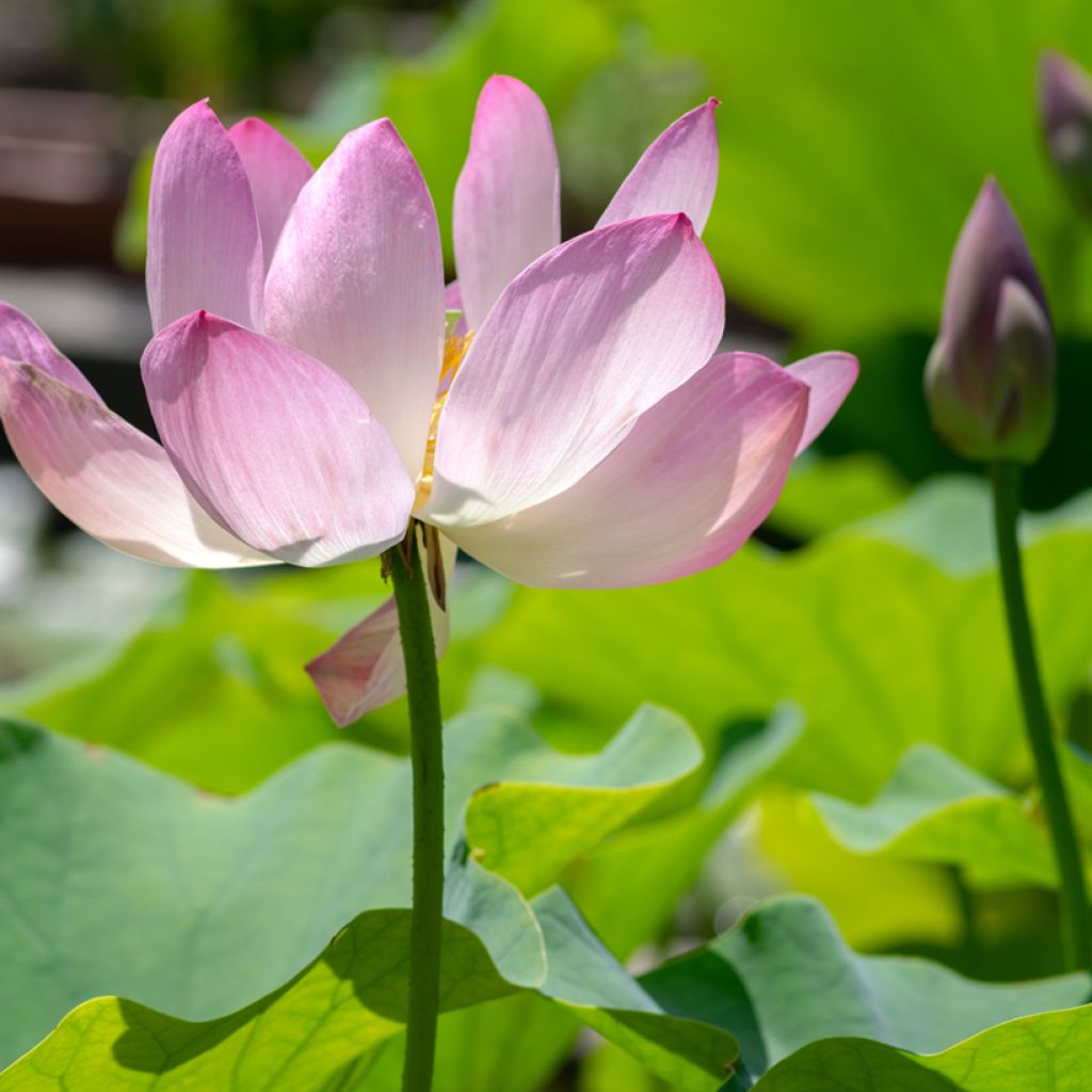 Nelumbo Chawan Basu - Flor de loto