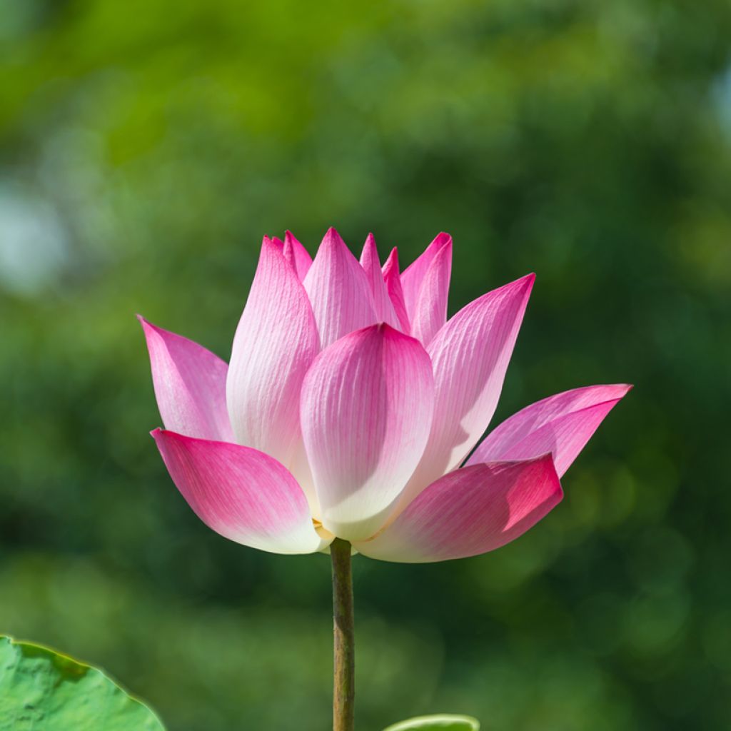 Nelumbo Chawan Basu - Flor de loto