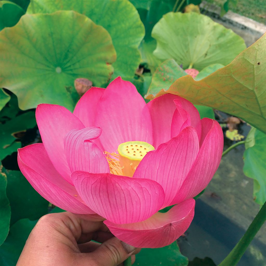 Nelumbo nucifera Qingling Honlian - Flor de loto