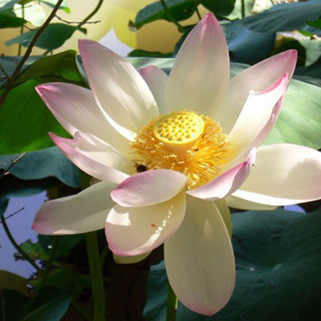 Nelumbo nucifera - Flor de loto