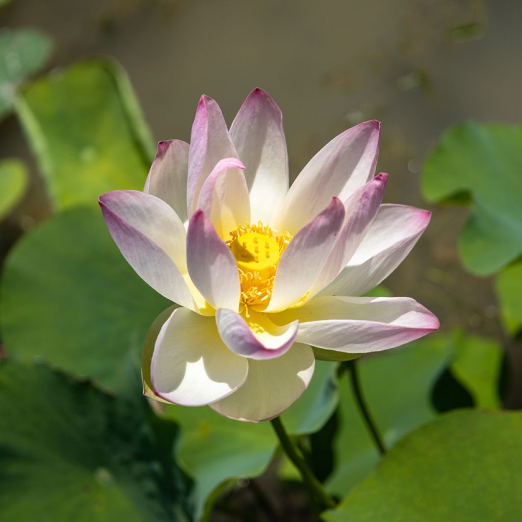 Nelumbo nucifera - Flor de loto