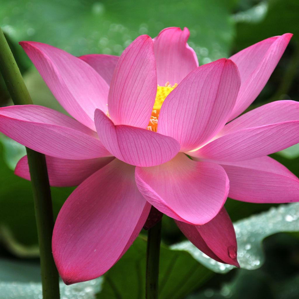 Nelumbo nucifera rosada - Flor de loto