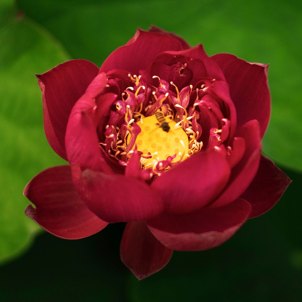 Nelumbo nucifera roja - Flor de loto