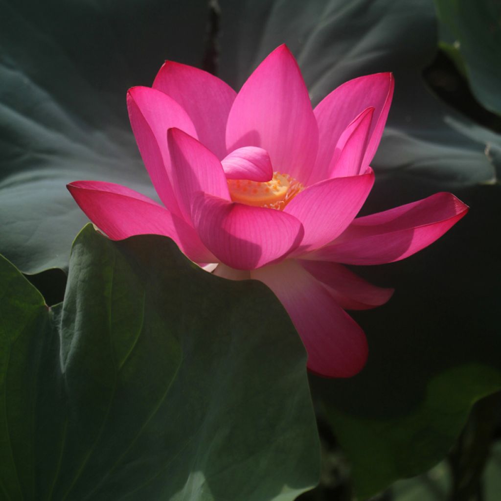 Nelumbo Pygmaea Red - Flor de loto