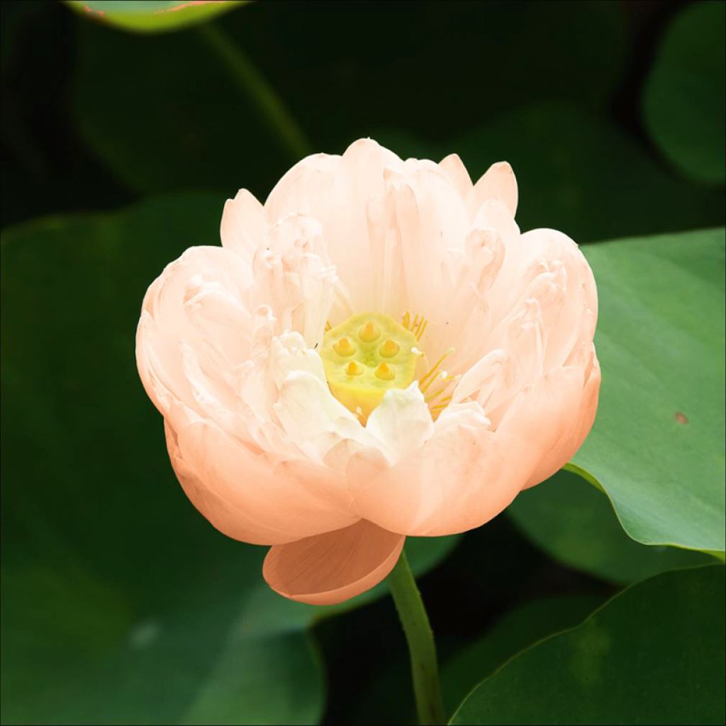 Nelumbo Pygmaea Cream - Flor de loto