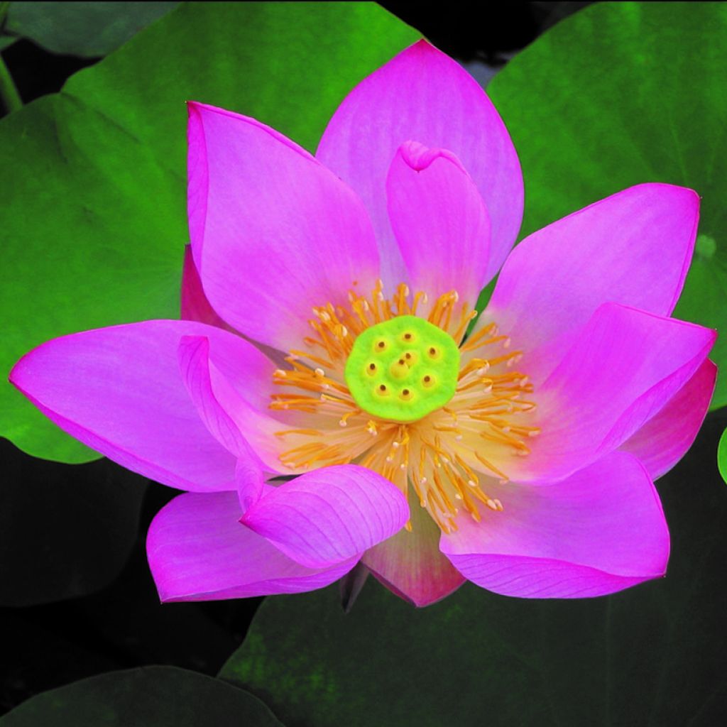 Nelumbo Pygmaea Red - Flor de loto