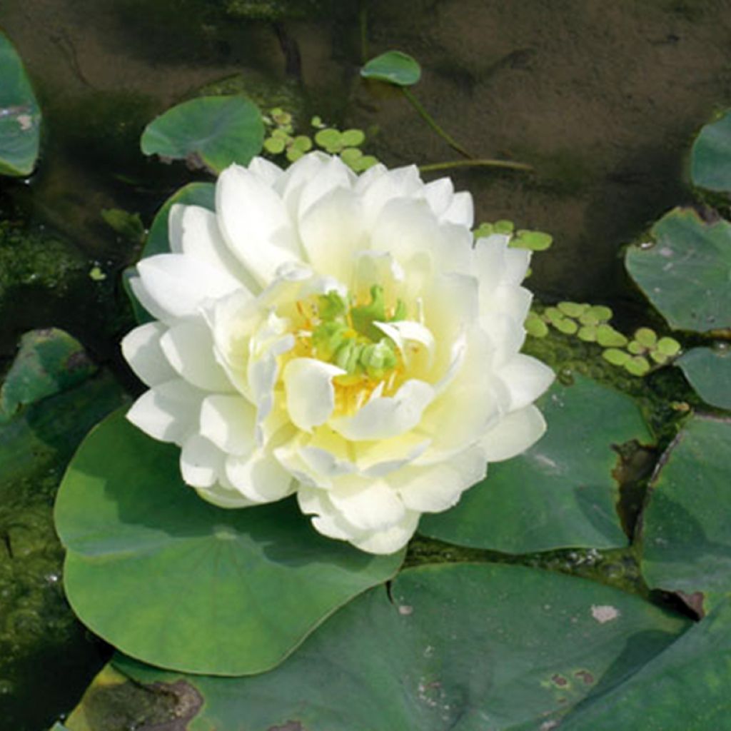 Nelumbo nucifera White - Flor de loto