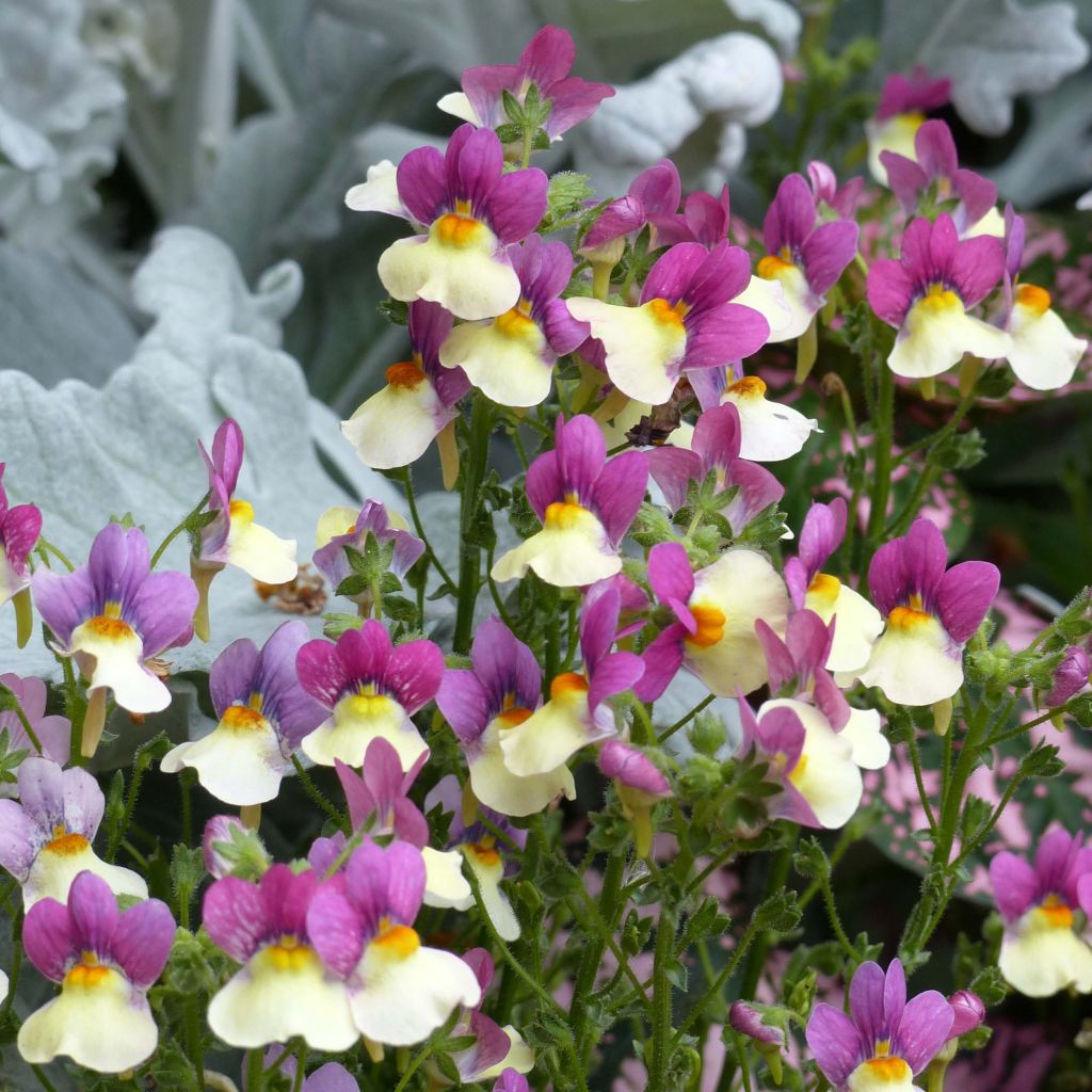 Nemesia Fairy Kisses Vanilla Berry Mini-mottes