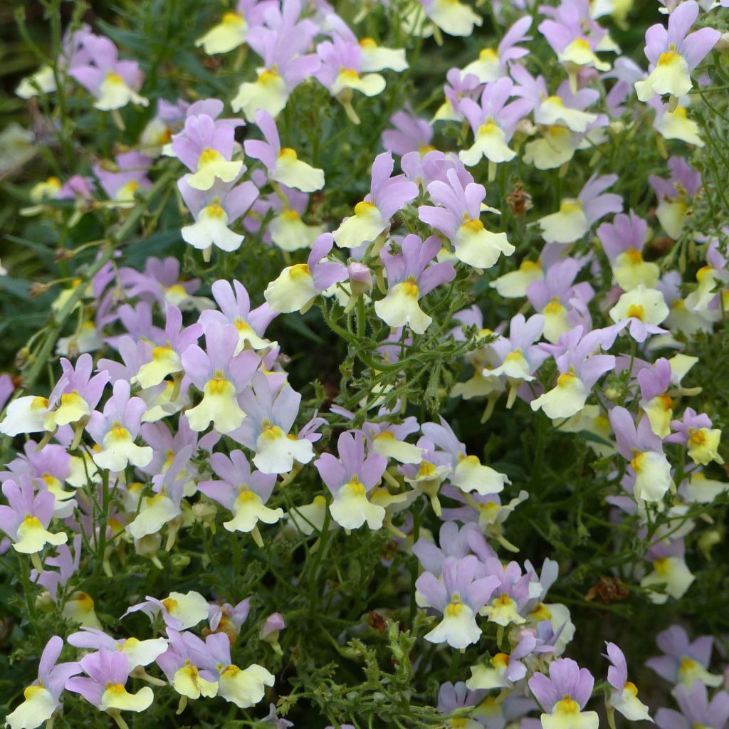 Nemesia Pink Lemonade - Némésie lilas et jaune pâle.