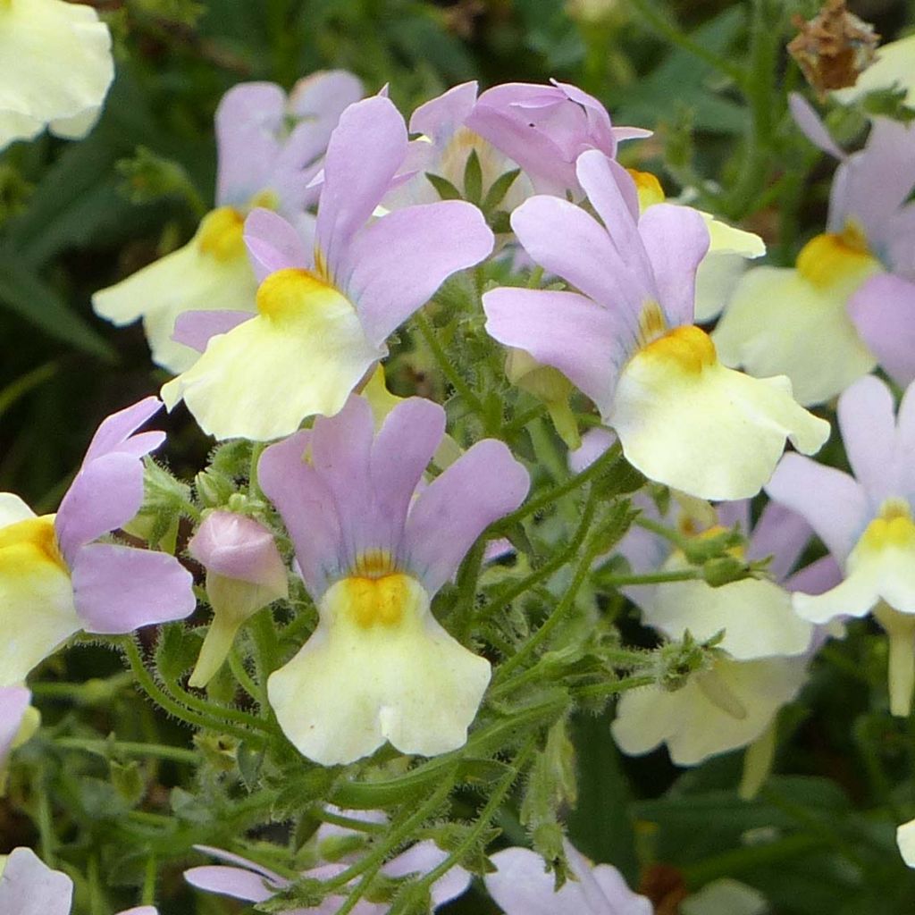 Nemesia Pink Lemonade - Némésie lilas et jaune pâle.