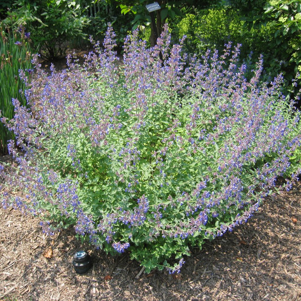 Nepeta Blue Dragon - Chataire bleu-violet