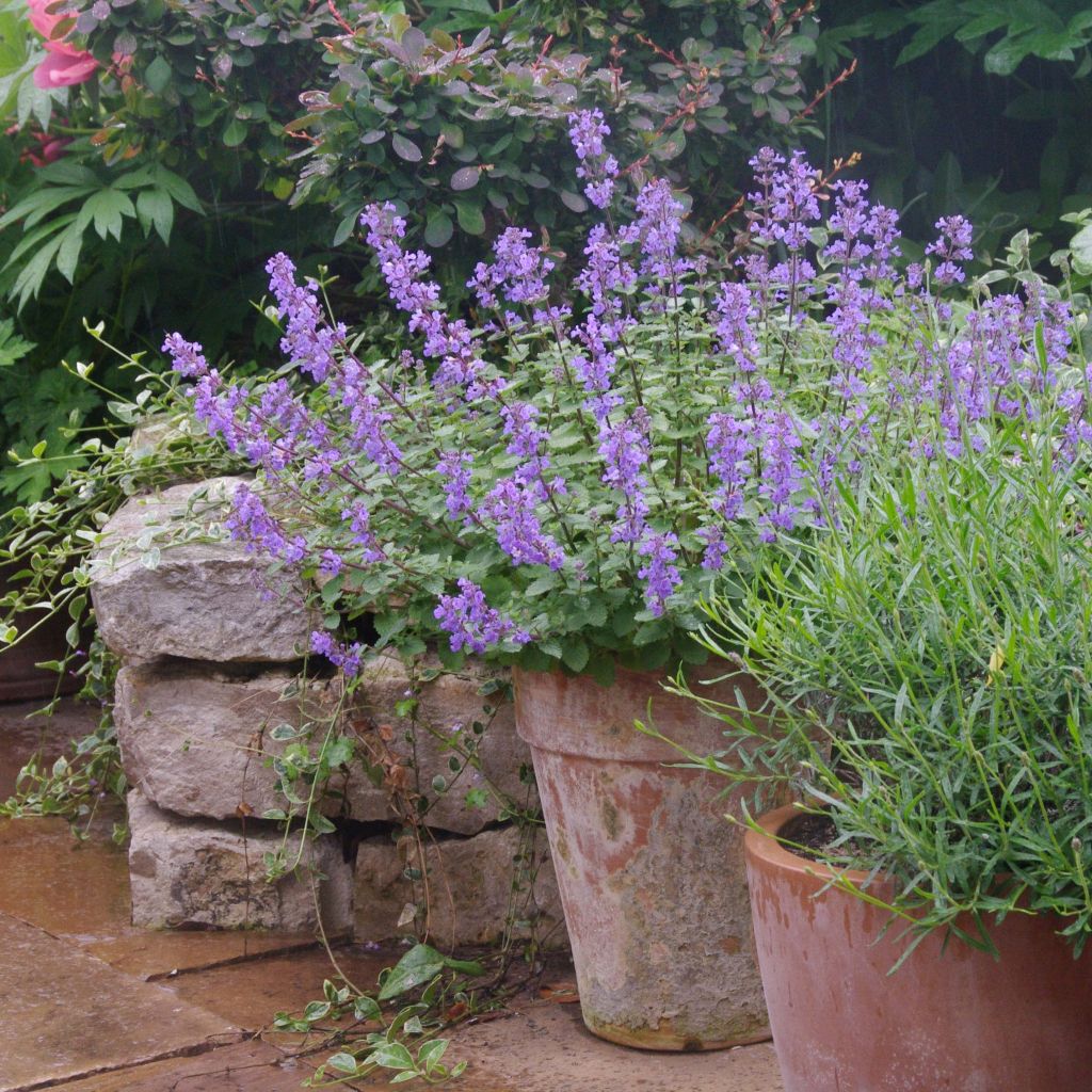 Nepeta faassenii Purrsian Blue