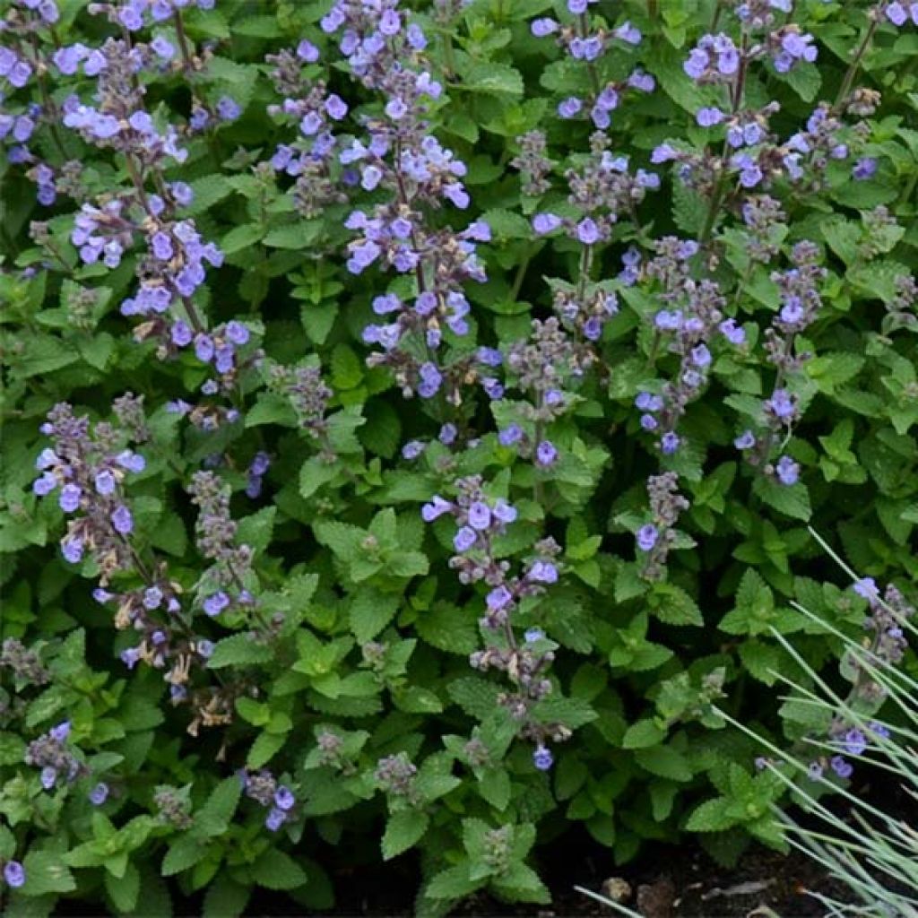 Nepeta faassenii Purrsian Blue