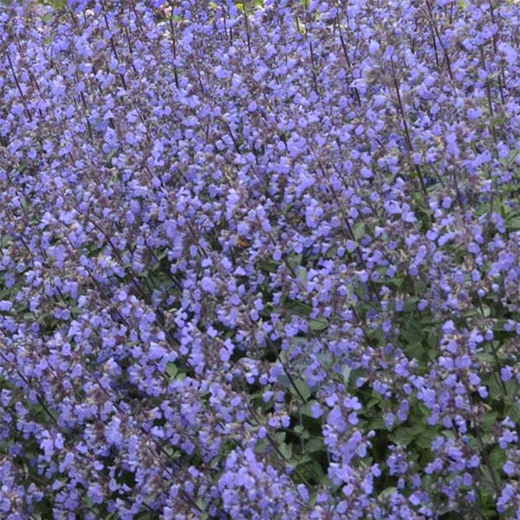 Nepeta faassenii Purrsian Blue