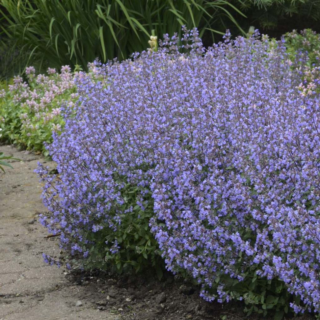 Nepeta faassenii Purrsian Blue