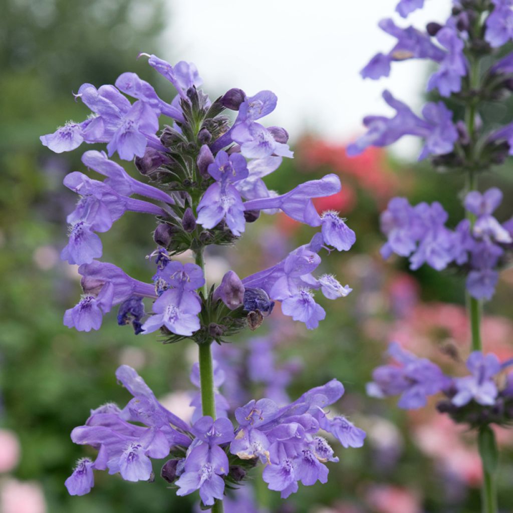 Nepeta faassenii Purrsian Blue