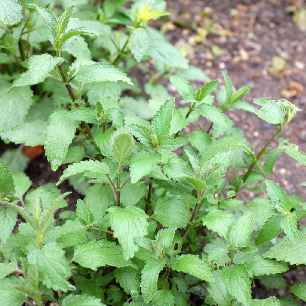 Nepeta cataria Citriodora - Menta del Gato de Limón