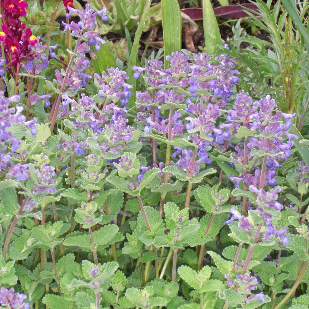 Nepeta faassenii - Népéta hybride.