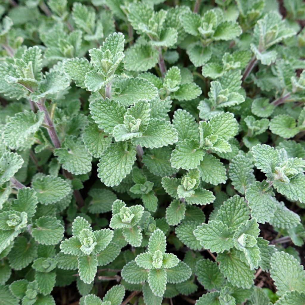 Nepeta faassenii - Hierba gatera