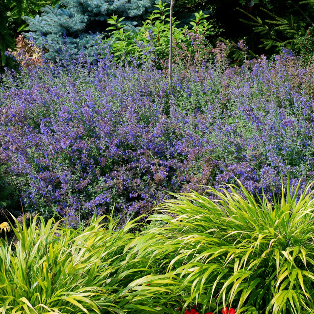 Nepeta faassenii - Hierba gatera