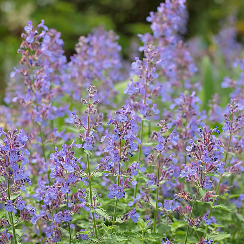 Nepeta faassenii - Hierba gatera