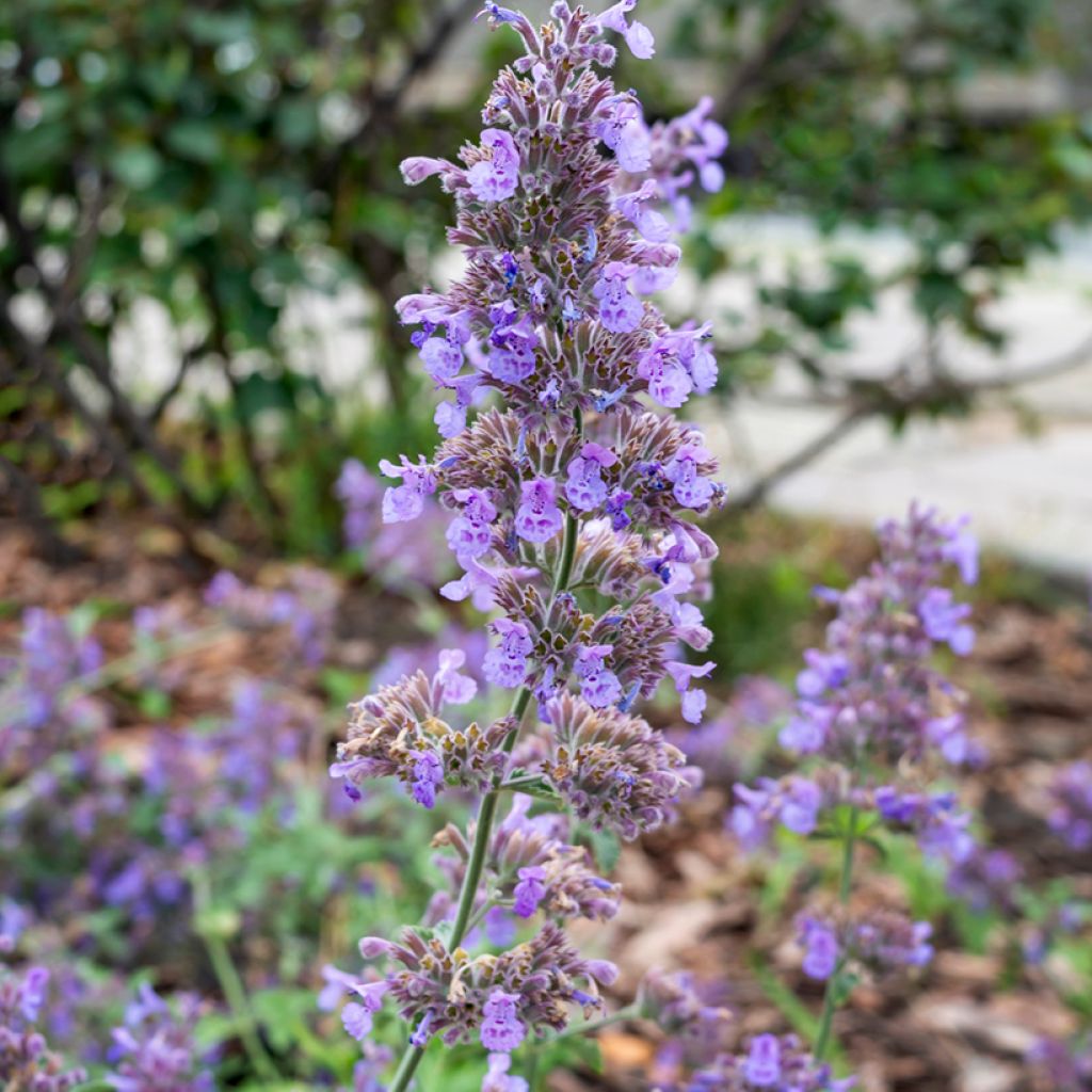 Nepeta faassenii Six Hill s Giant