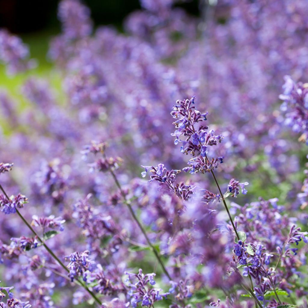 Nepeta faassenii Six Hill s Giant